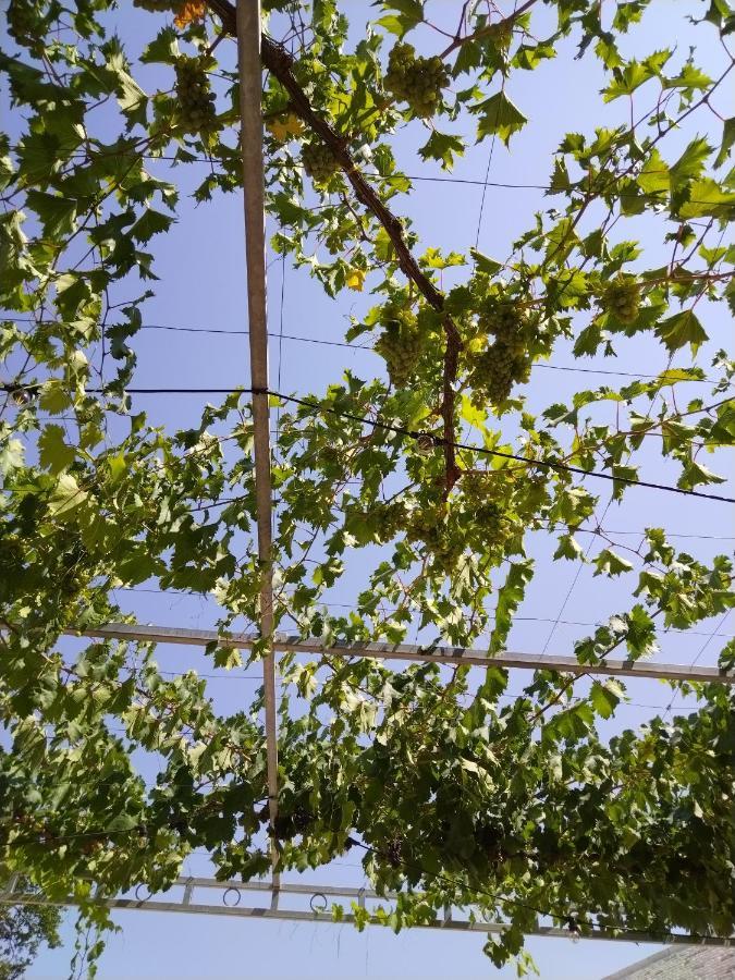 Masseria Catucci Agriturismo 阿尔贝罗贝洛 外观 照片